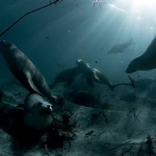 Australian sea lion wallpaper