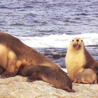 Australian sea lion wallpaper