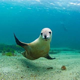 Australian sea lion wallpaper