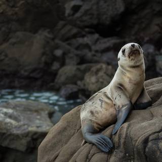 Australian sea lion wallpaper