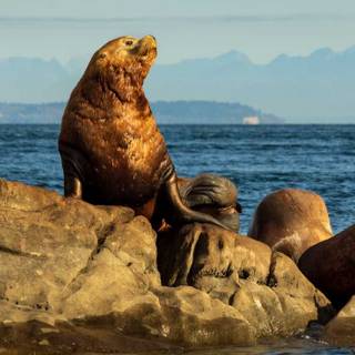 Australian sea lion wallpaper