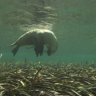 Australian sea lion wallpaper