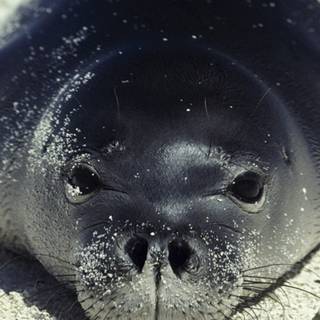 Australian sea lion wallpaper