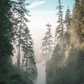 Cloudy forest wallpaper