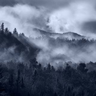 Cloudy forest wallpaper