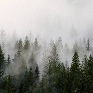 Cloudy forest wallpaper