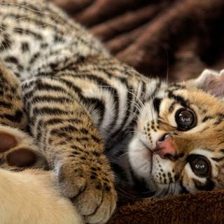 Baby ocelot wallpaper