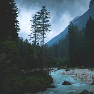 Cloudy forest wallpaper