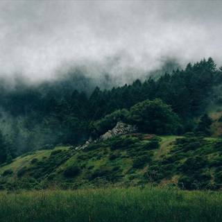 Cloudy forest wallpaper