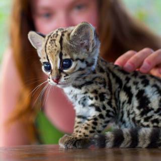 Baby ocelot wallpaper