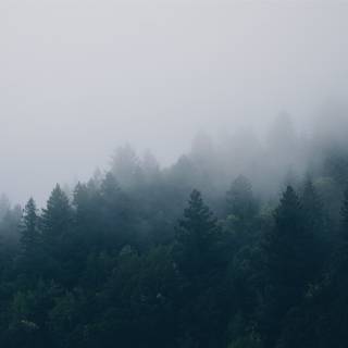 Cloudy forest wallpaper