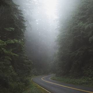 Cloudy forest wallpaper