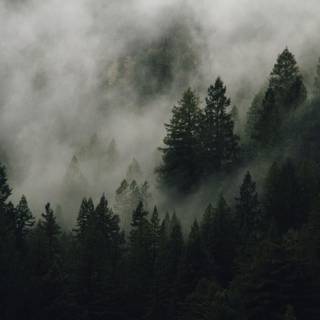 Cloudy forest wallpaper