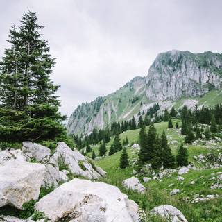 Cloudy forest wallpaper