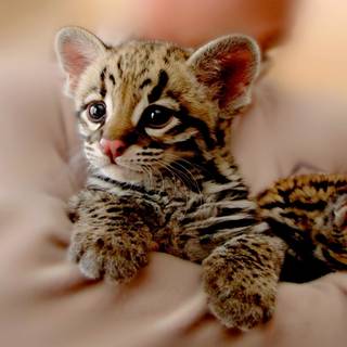 Baby ocelot wallpaper