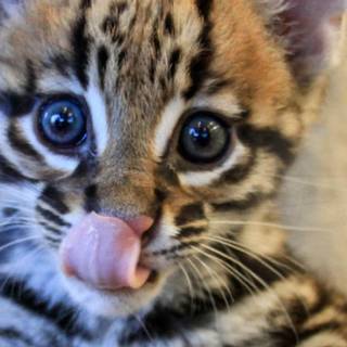 Baby ocelot wallpaper