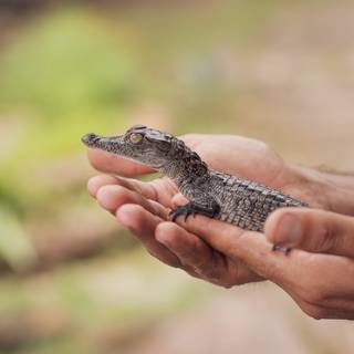 Baby crocodile wallpaper