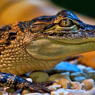 Baby crocodile wallpaper