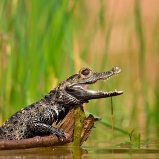 Baby crocodile wallpaper