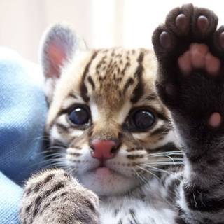 Baby ocelot wallpaper