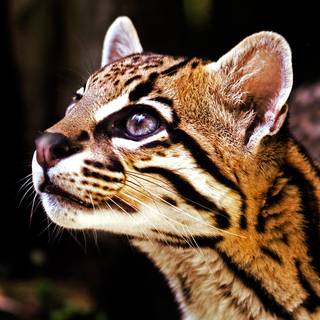 Baby ocelot wallpaper