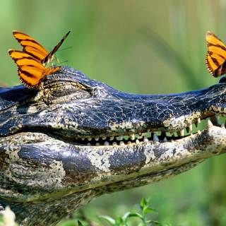 Baby crocodile wallpaper