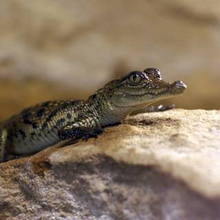 Baby crocodile wallpaper