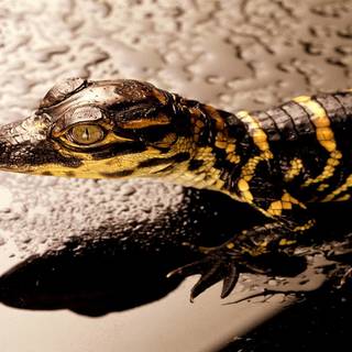 Baby crocodile wallpaper