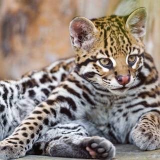 Baby ocelot wallpaper