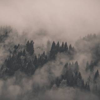 Cloudy forest wallpaper