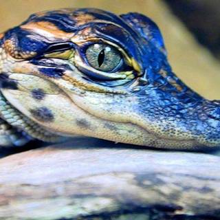 Baby crocodile wallpaper