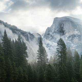 Cloudy forest wallpaper