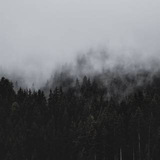 Cloudy forest wallpaper
