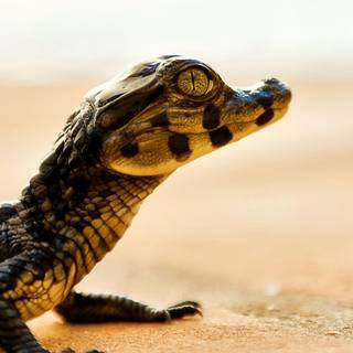 Baby crocodile wallpaper