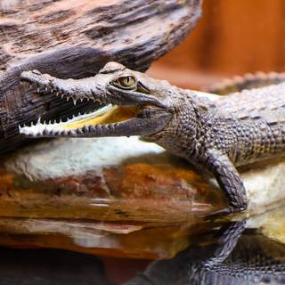 Baby crocodile wallpaper