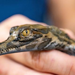 Baby crocodile wallpaper