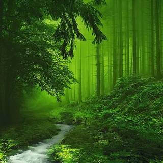 Cloudy forest wallpaper