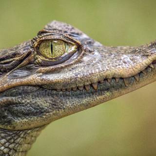 Baby crocodile wallpaper