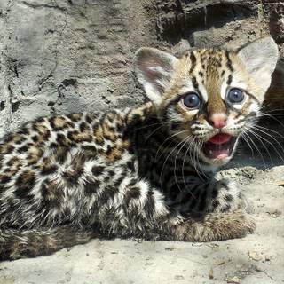 Baby ocelot wallpaper