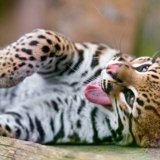 Baby ocelot wallpaper