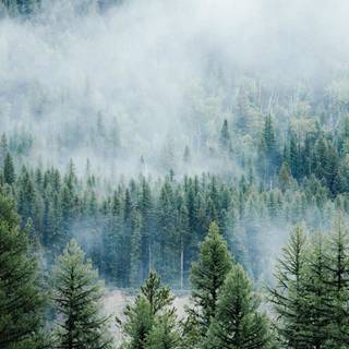 Cloudy forest wallpaper