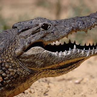 Baby crocodile wallpaper