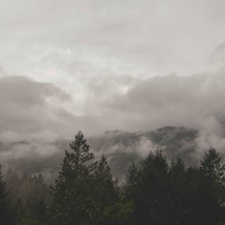 Cloudy forest wallpaper
