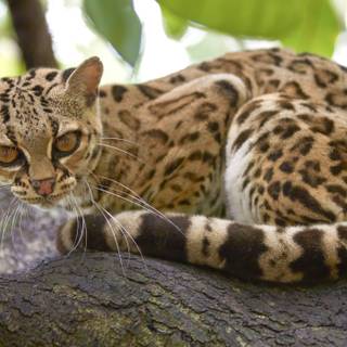 Baby ocelot wallpaper