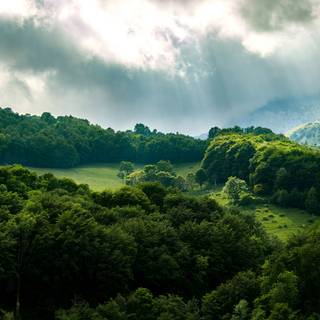 Cloudy forest wallpaper