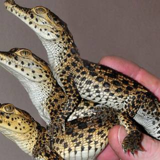 Baby crocodile wallpaper