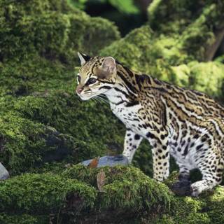 Baby ocelot wallpaper