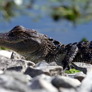 Baby crocodile wallpaper