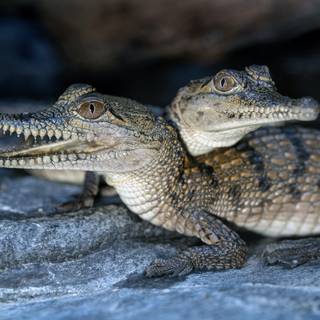 Baby crocodile wallpaper