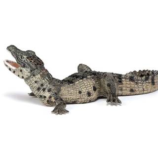 Baby crocodile wallpaper